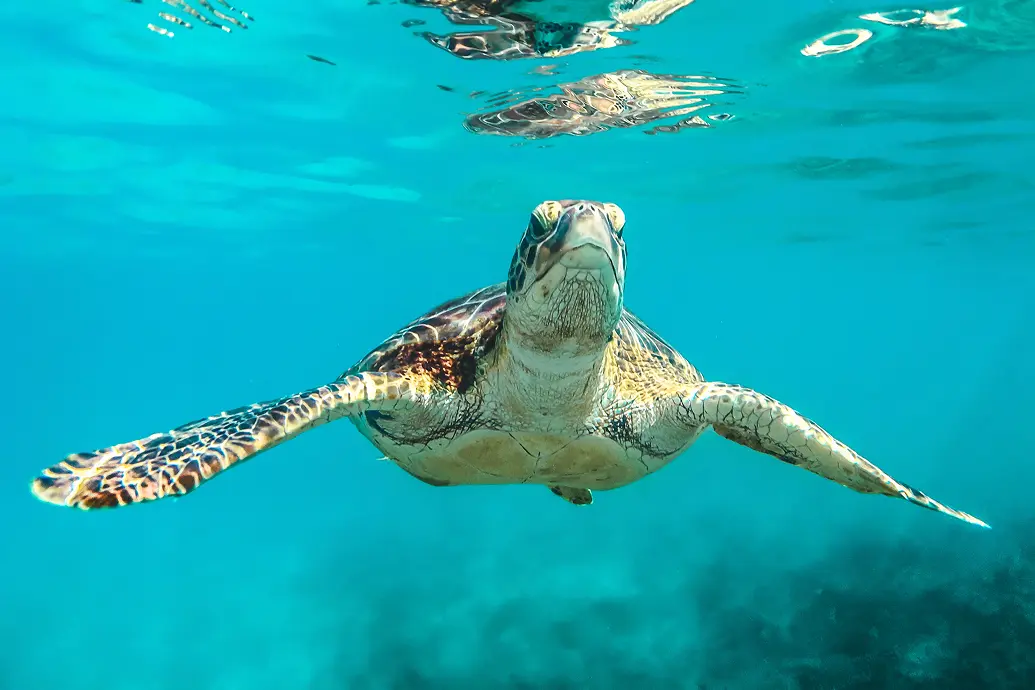Visit Fish Cay