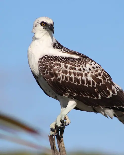 Osprey perched on a branch against a blue sky